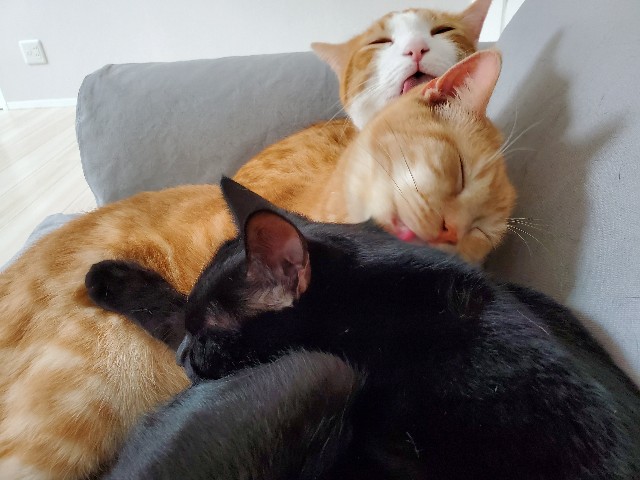 f:id:uxus:20200130114855j:image