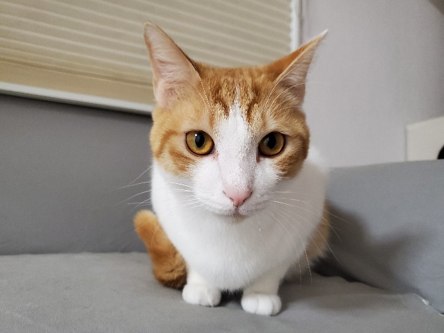 f:id:uxus:20200410131631j:image