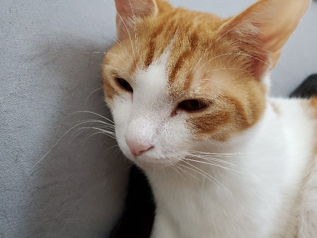 f:id:uxus:20200410131812j:image