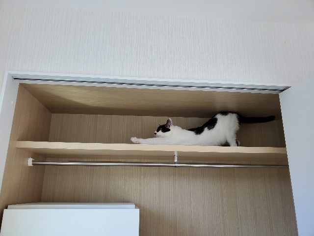 f:id:uxus:20200524111303j:image