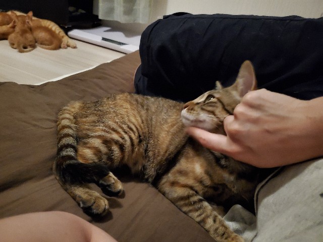 f:id:uxus:20200604234745j:image