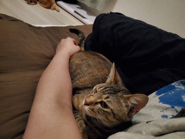 f:id:uxus:20200604234812j:image