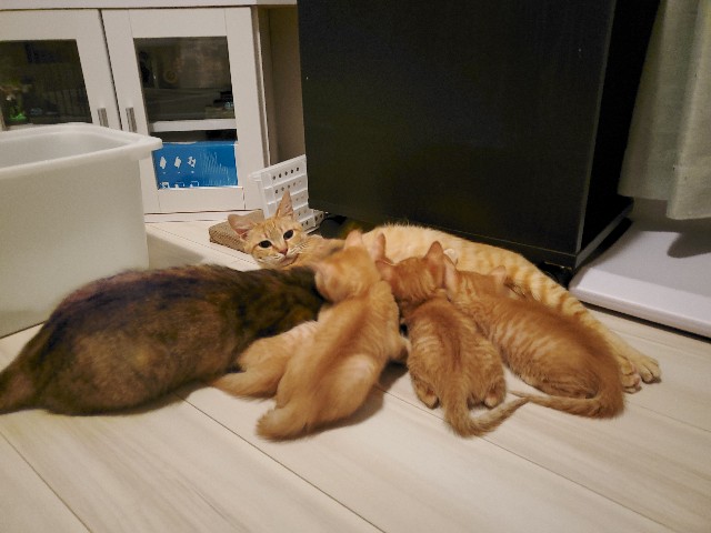 f:id:uxus:20200604235119j:image