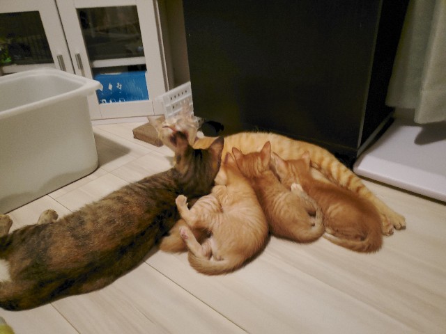 f:id:uxus:20200604235225j:image