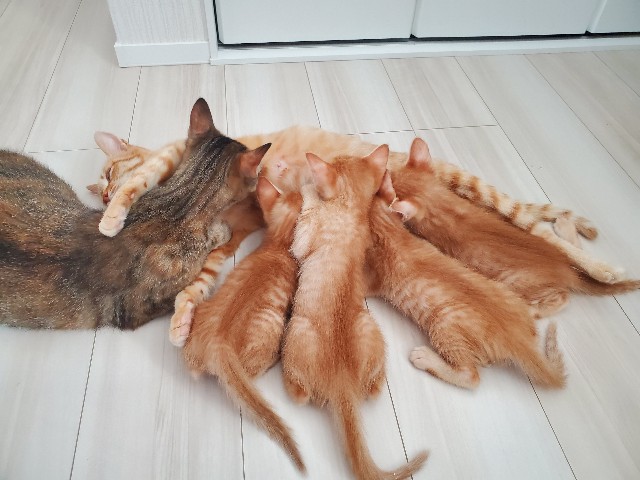 f:id:uxus:20200609132427j:image