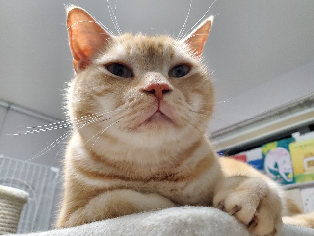 f:id:uxus:20200609145924j:image