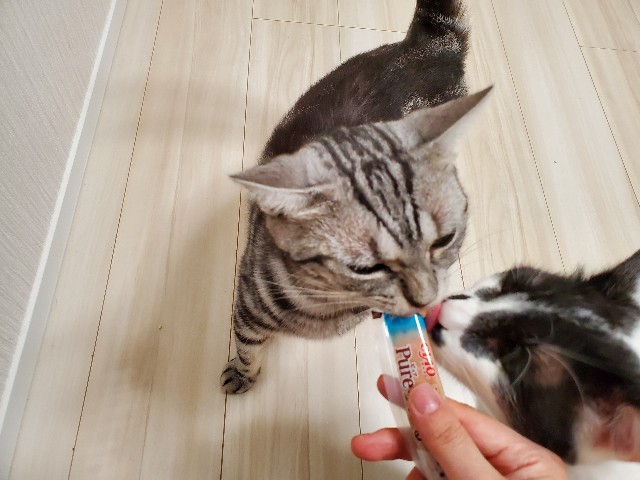 f:id:uxus:20200611073230j:image