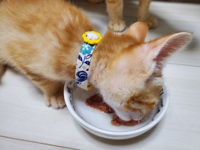 f:id:uxus:20200611073728j:image