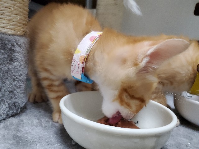 f:id:uxus:20200611073752j:image