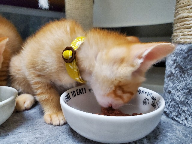 f:id:uxus:20200611073803j:image