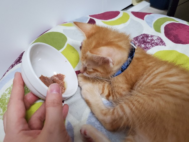 f:id:uxus:20200611074004j:image