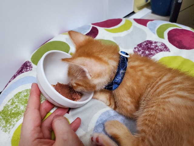 f:id:uxus:20200611074014j:image