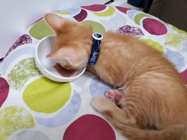 f:id:uxus:20200611074024j:image