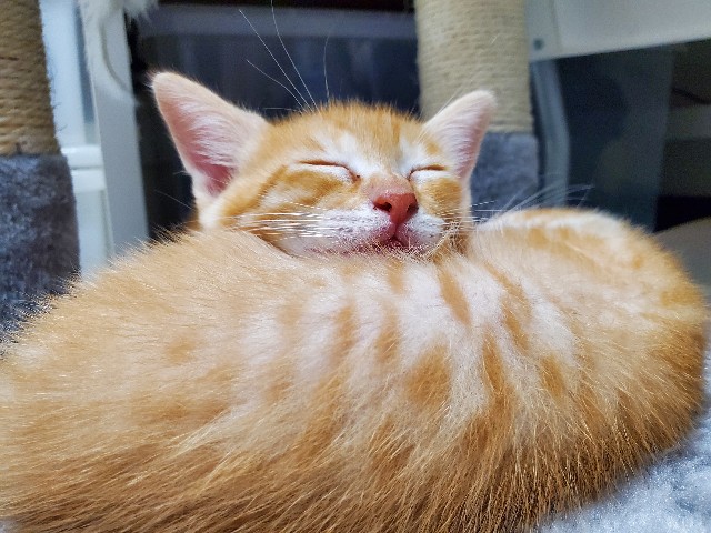 f:id:uxus:20200611074433j:image