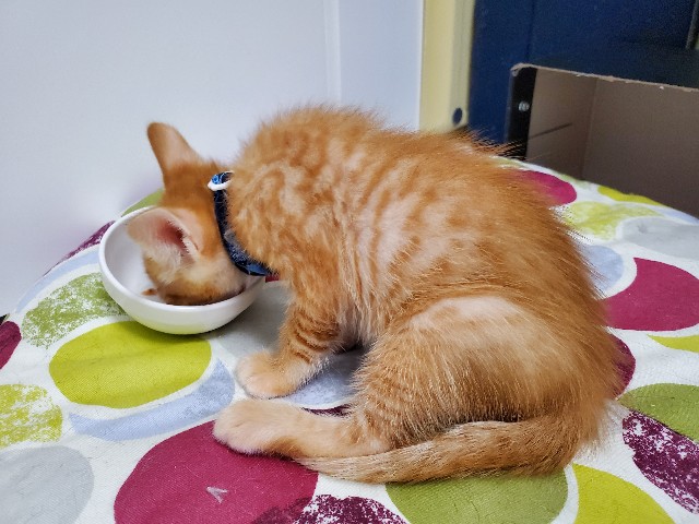 f:id:uxus:20200611074527j:image