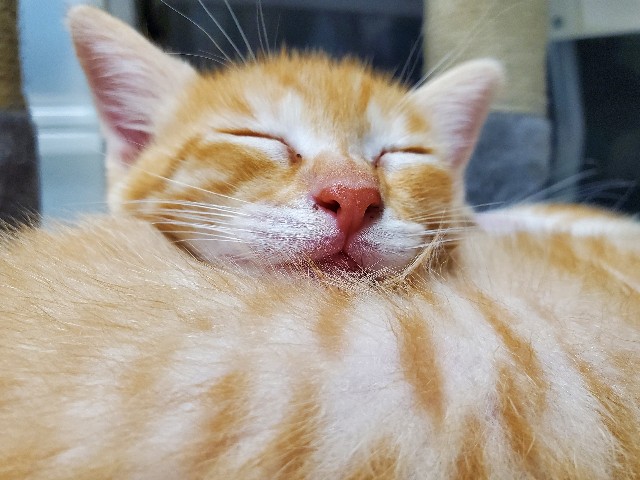 f:id:uxus:20200611074701j:image