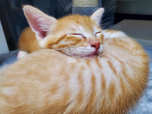 f:id:uxus:20200611080716j:image