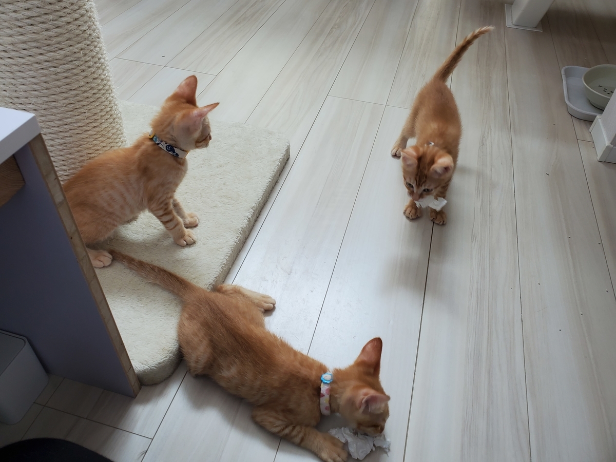 f:id:uxus:20200629110004j:plain f:id:uxus:20200629110004j:plain