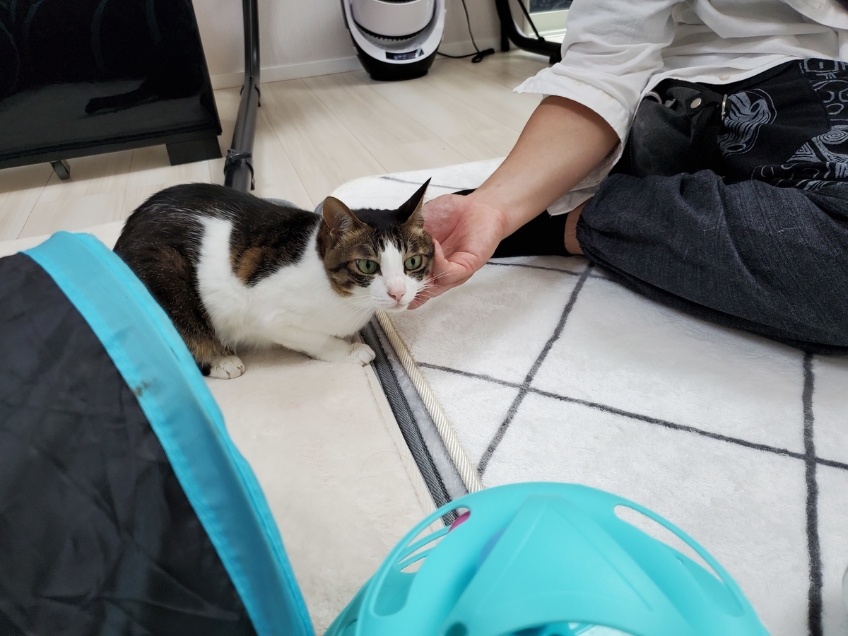 f:id:uxus:20200705181035j:plain f:id:uxus:20200705181035j:plain