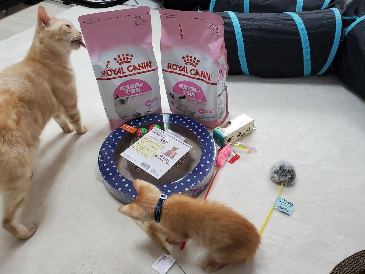 f:id:uxus:20200705181533j:plain f:id:uxus:20200705181533j:plain