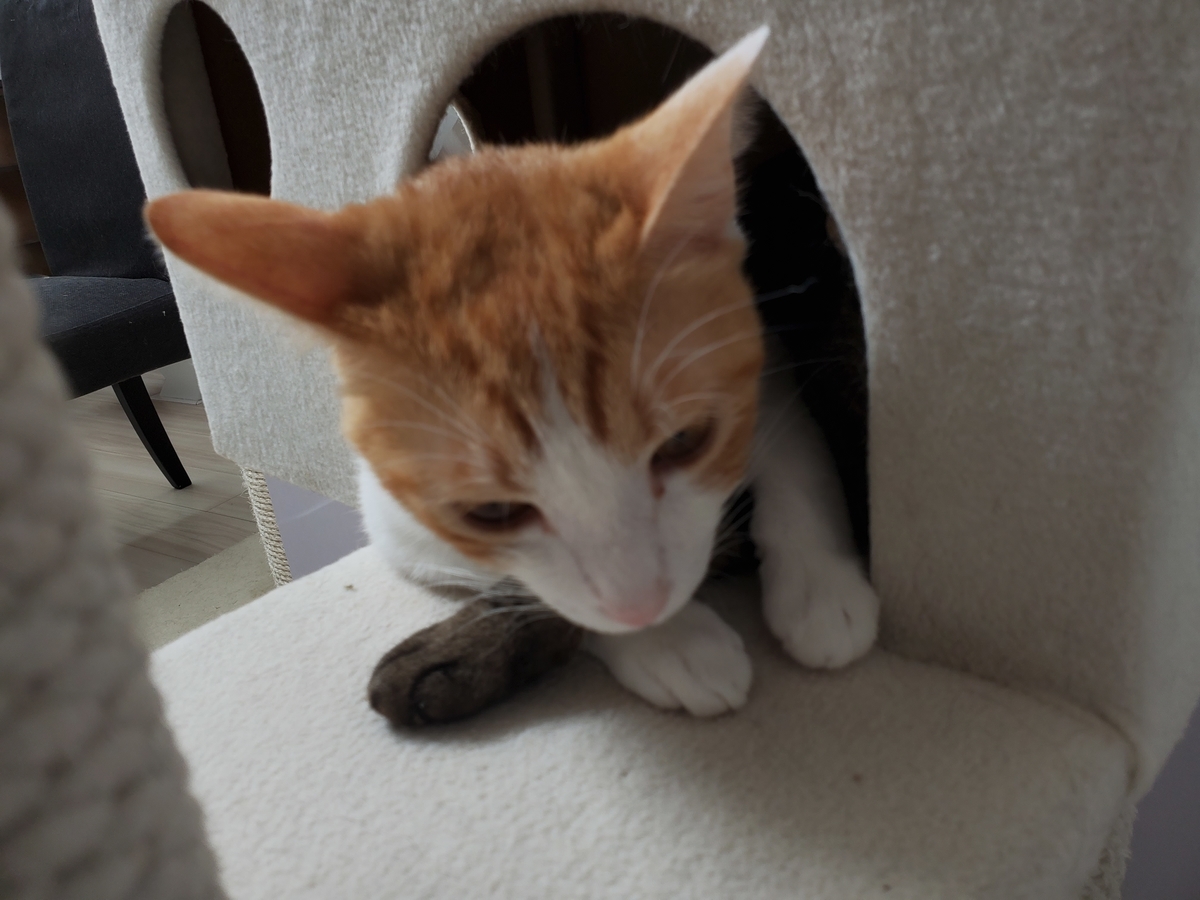 f:id:uxus:20200715070802j:plain