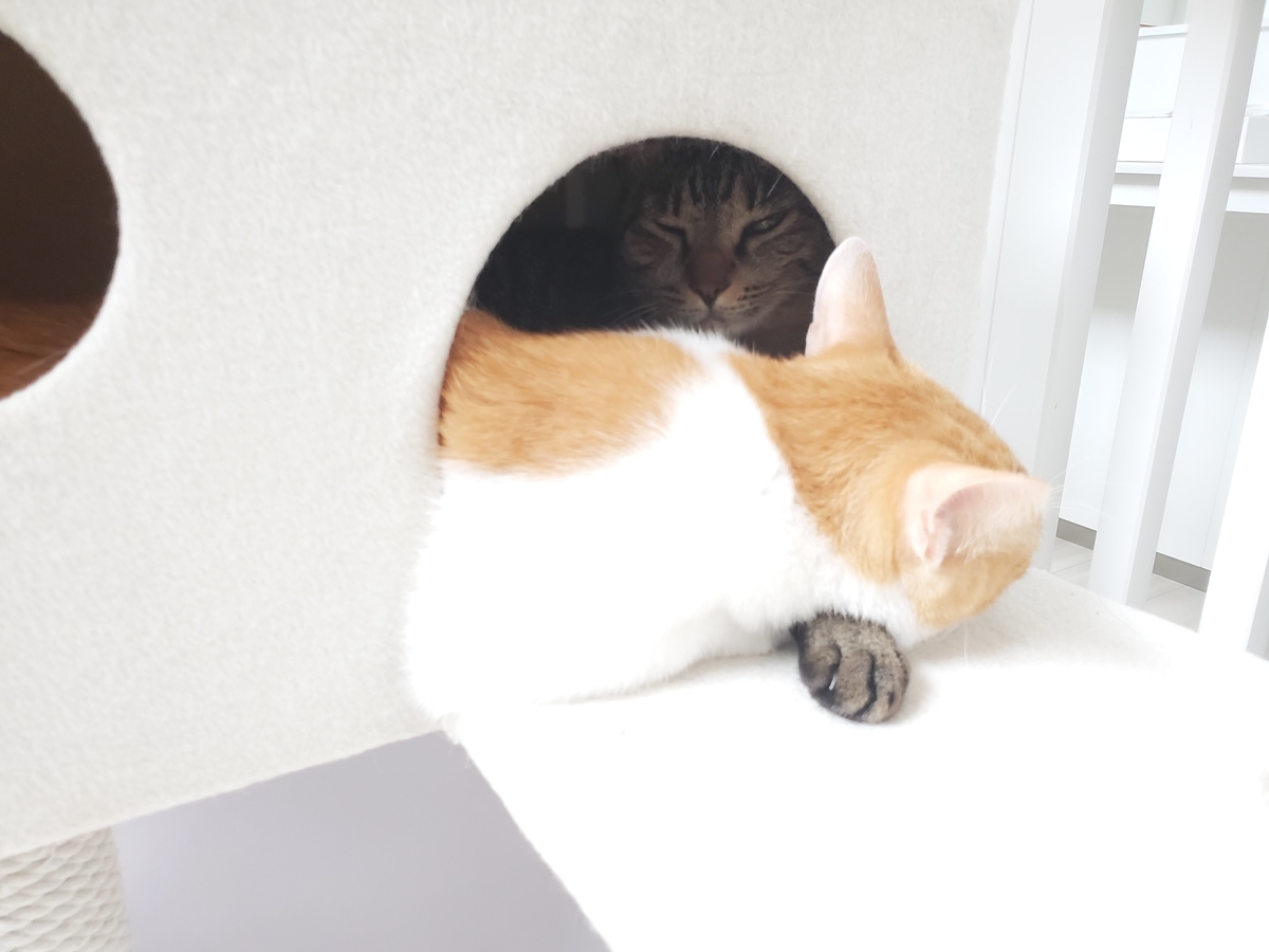 f:id:uxus:20200715070803j:plain