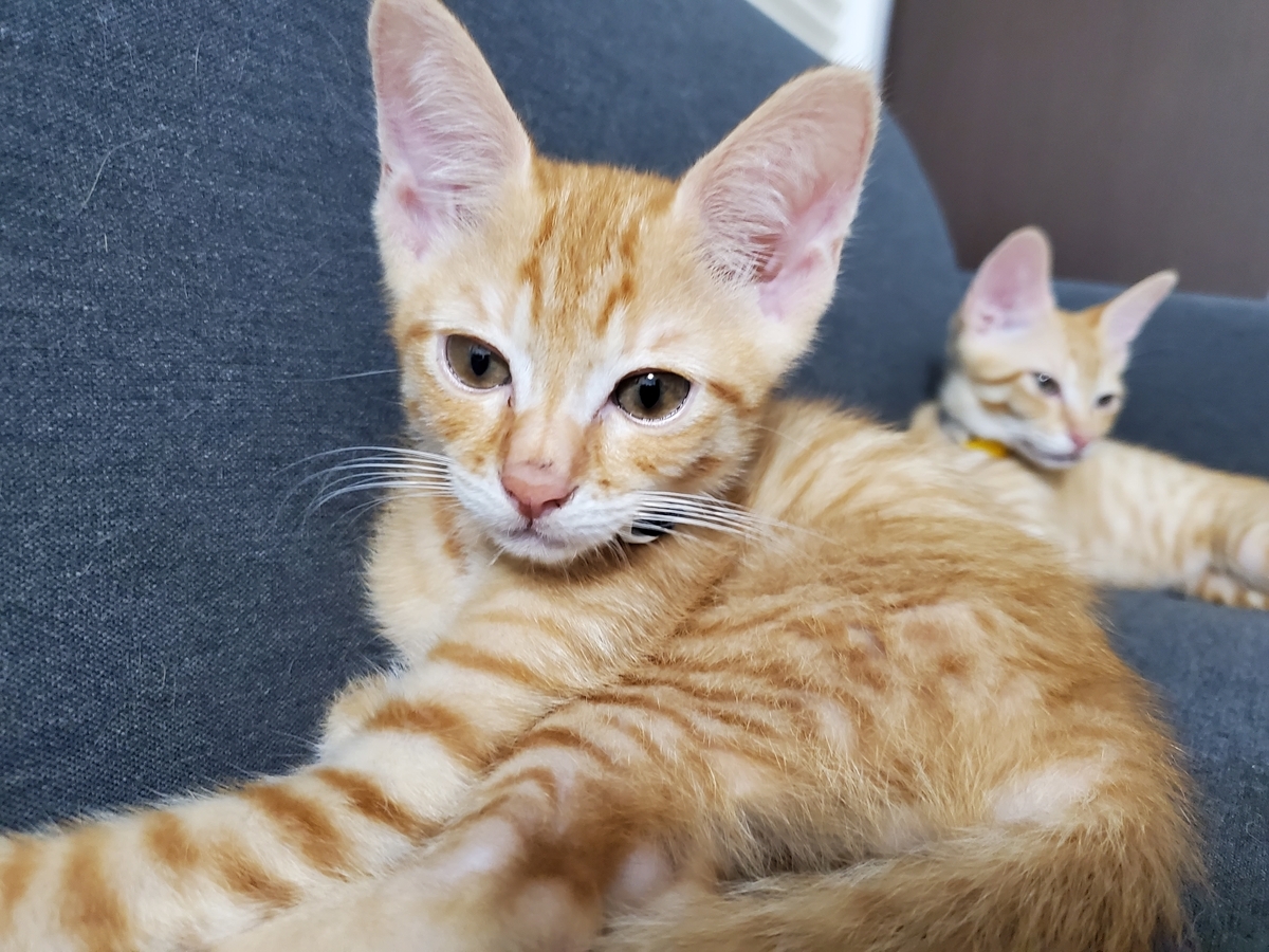 f:id:uxus:20200718204439j:plain