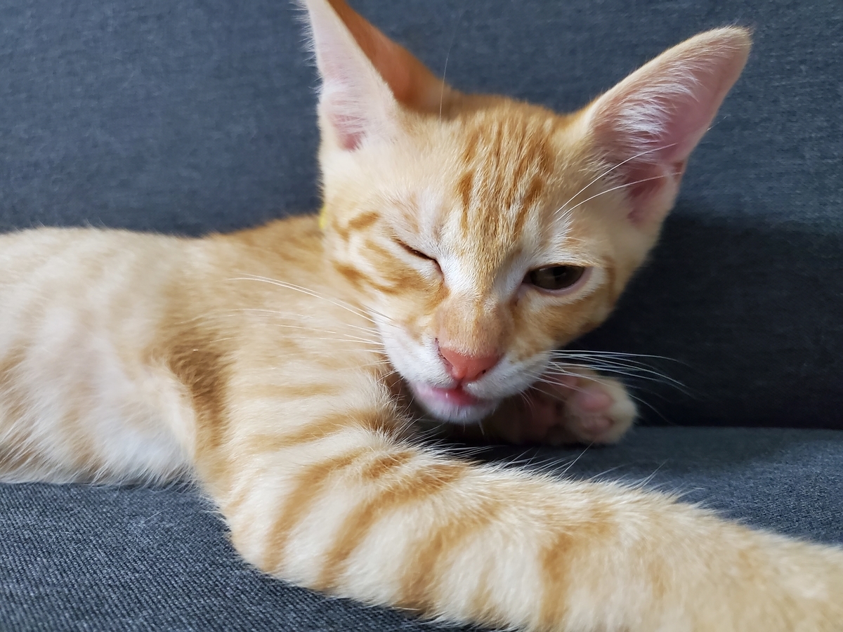 f:id:uxus:20200718204447j:plain