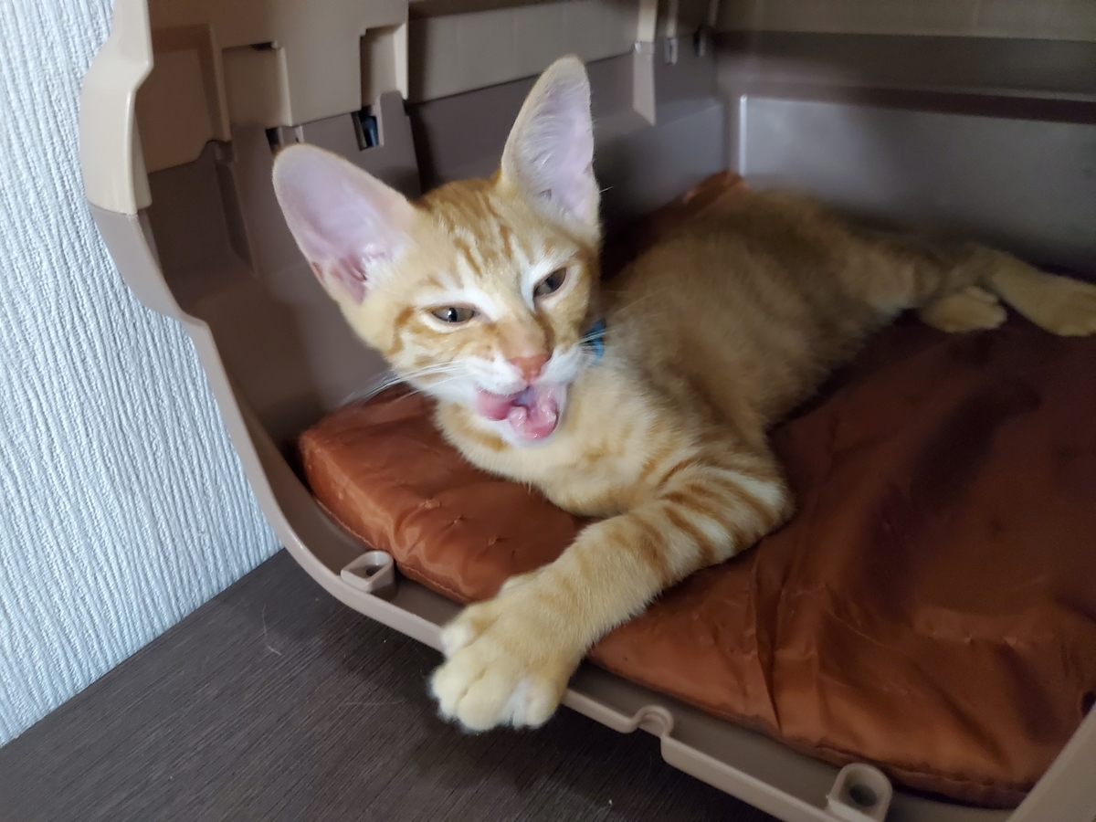 f:id:uxus:20200718204502j:plain