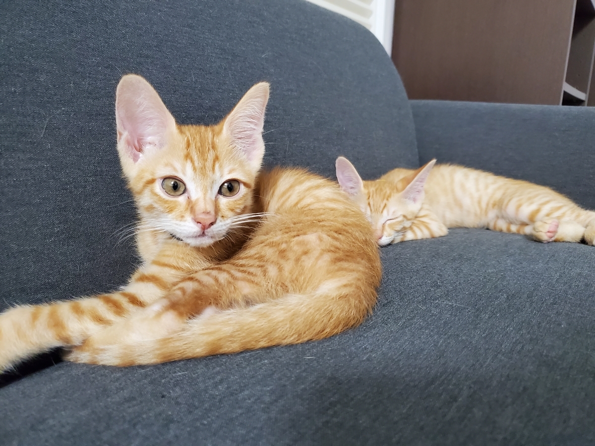 f:id:uxus:20200718210251j:plain