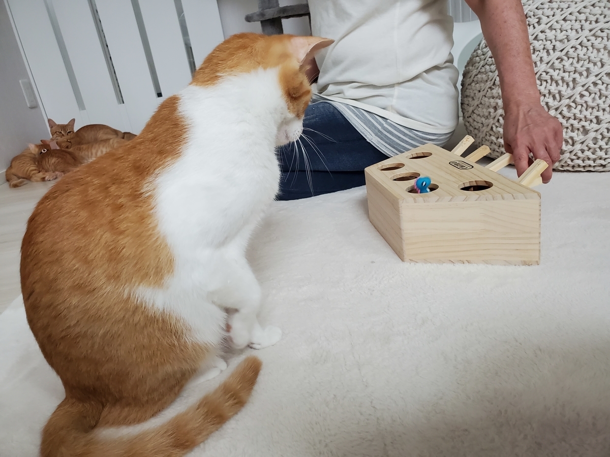 f:id:uxus:20200723164649j:plain f:id:uxus:20200723164649j:plain