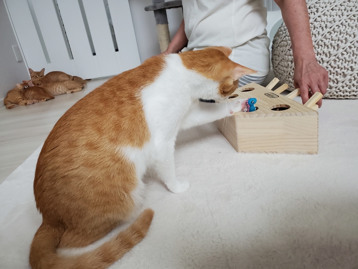 f:id:uxus:20200723164701j:plain f:id:uxus:20200723164701j:plain