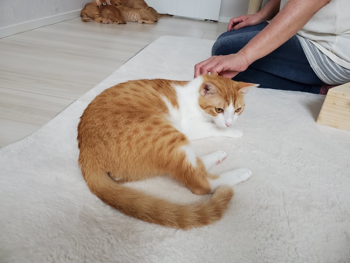 f:id:uxus:20200723164733j:plain f:id:uxus:20200723164733j:plain