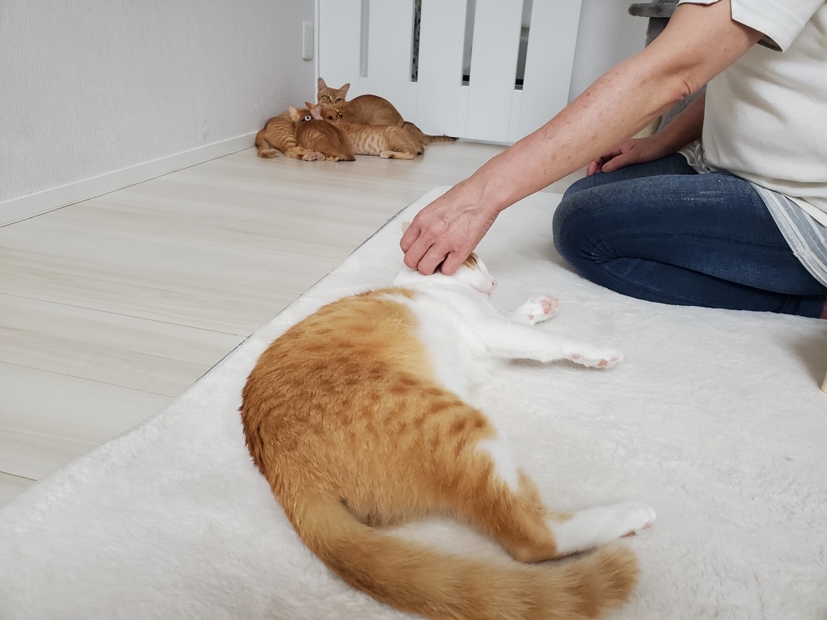 f:id:uxus:20200723164739j:plain f:id:uxus:20200723164739j:plain