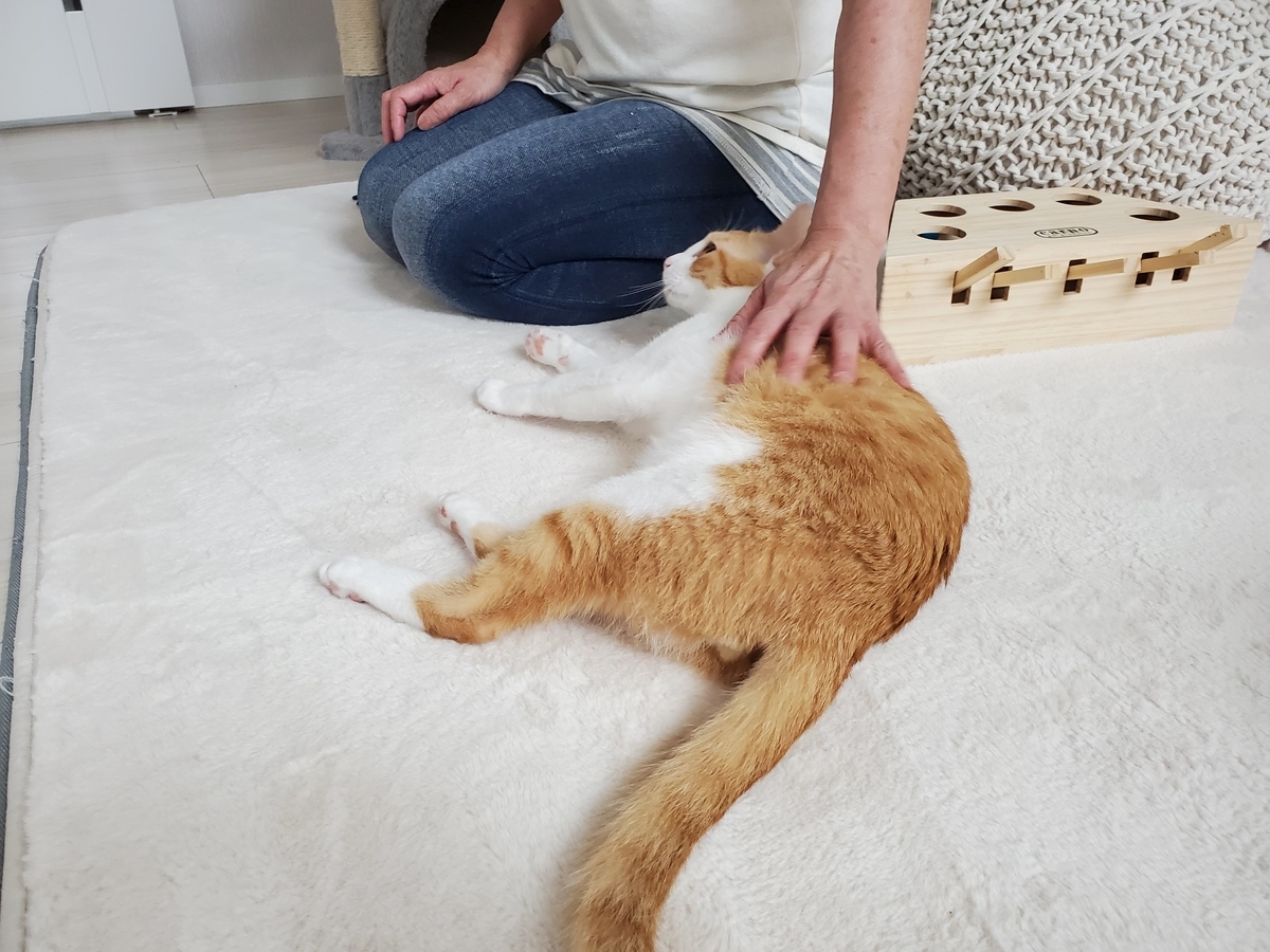 f:id:uxus:20200723164753j:plain f:id:uxus:20200723164753j:plain