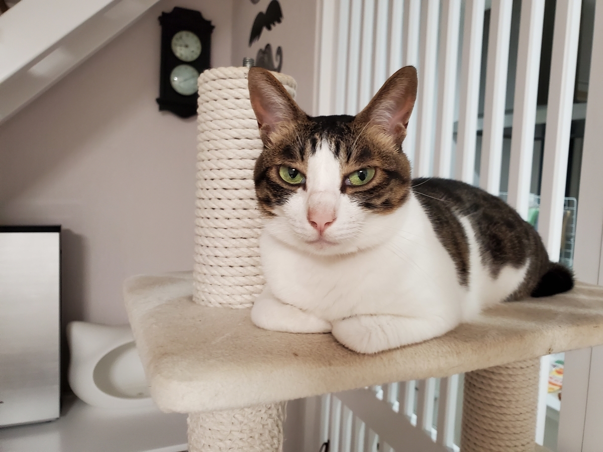 f:id:uxus:20200729210542j:plain