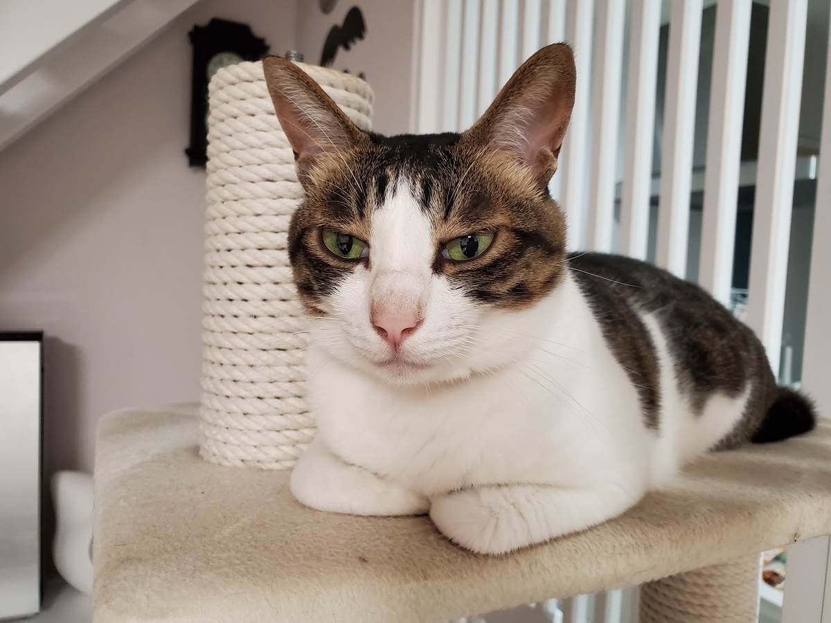 f:id:uxus:20200729211702j:plain