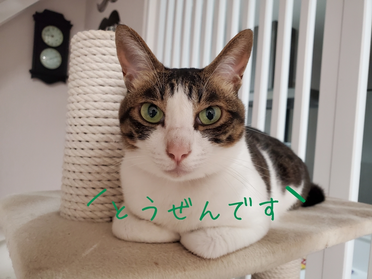 f:id:uxus:20200729212705j:plain