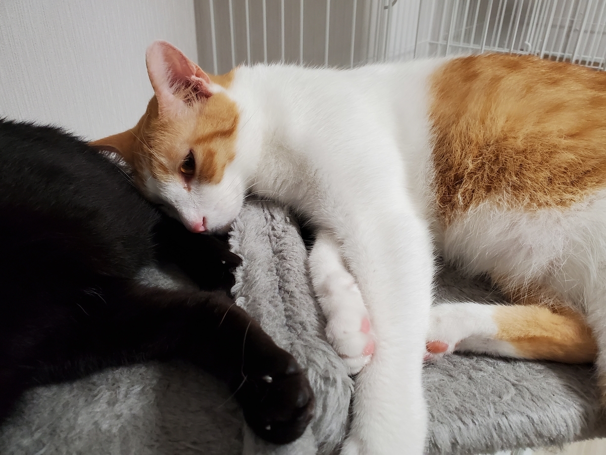 f:id:uxus:20200729212912j:plain