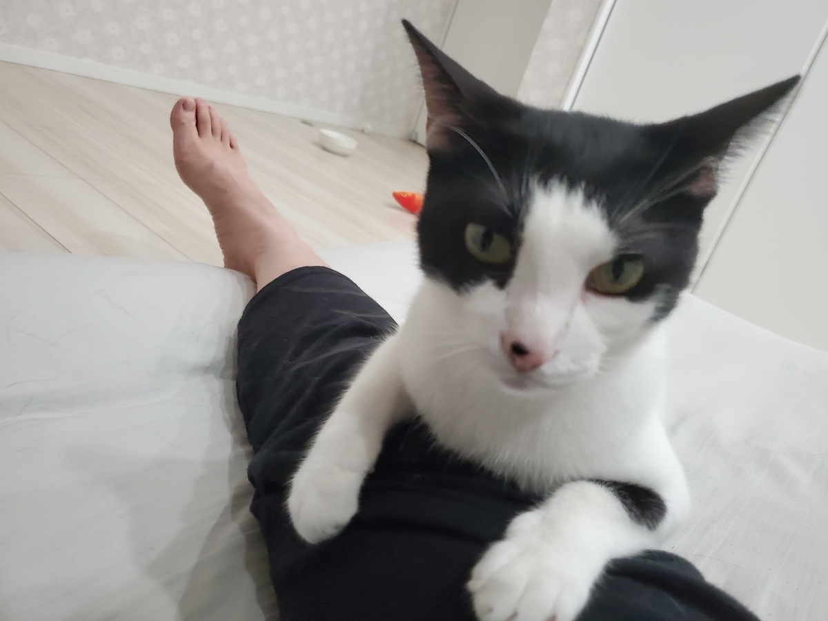 f:id:uxus:20200729212918j:plain