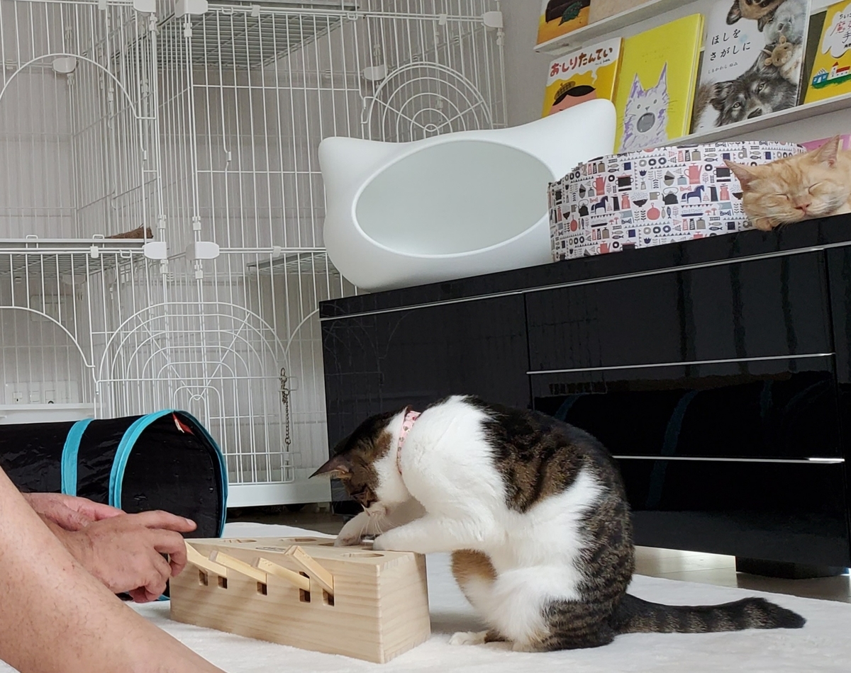 f:id:uxus:20200815113641j:plain