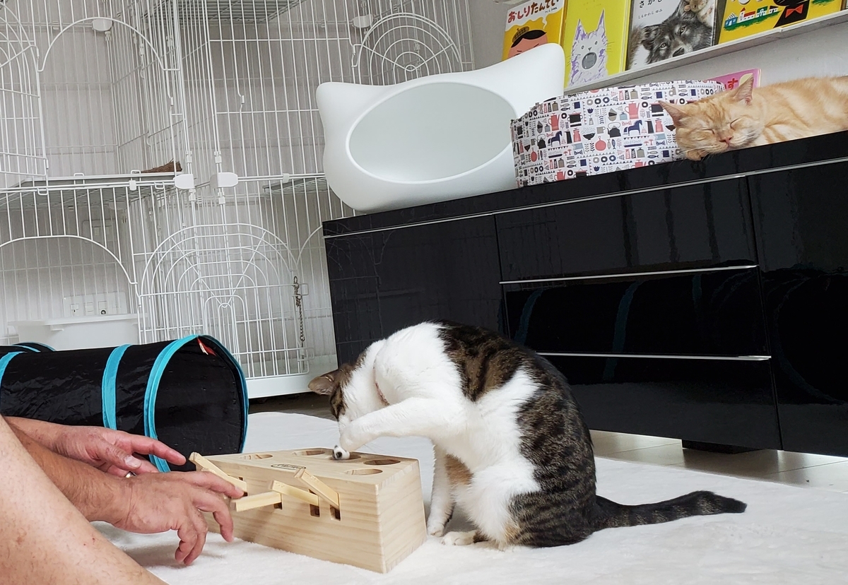 f:id:uxus:20200815113645j:plain