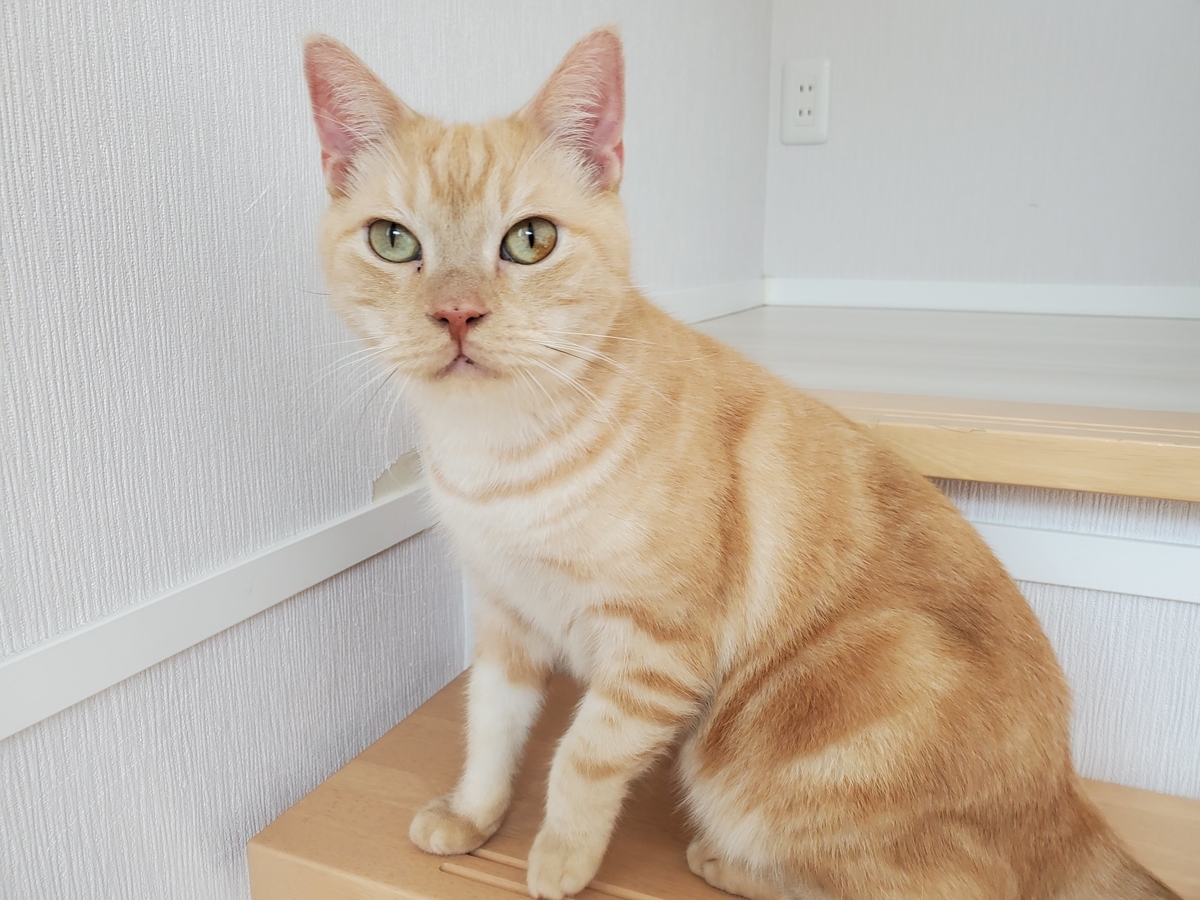 f:id:uxus:20201104123636j:plain