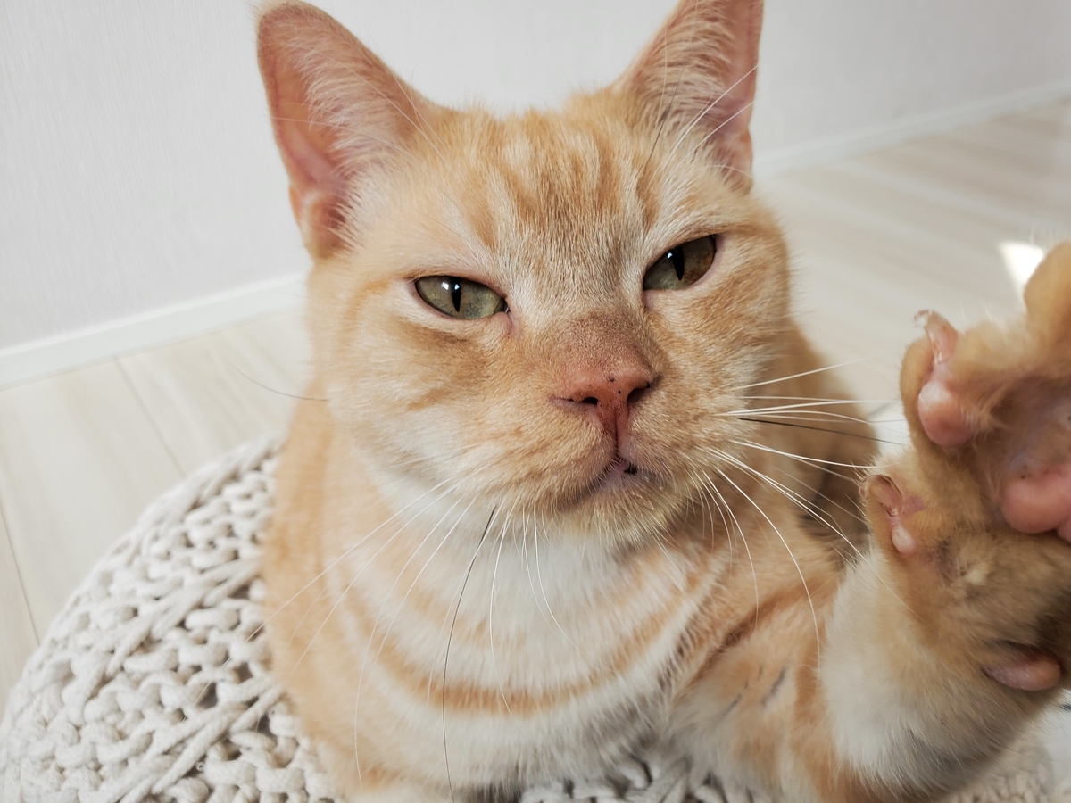 f:id:uxus:20201104130221j:plain