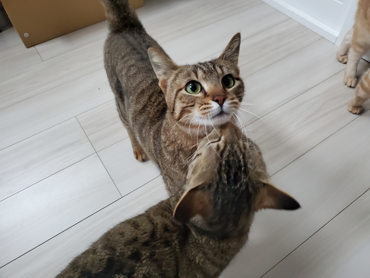 f:id:uxus:20210330191054j:plain