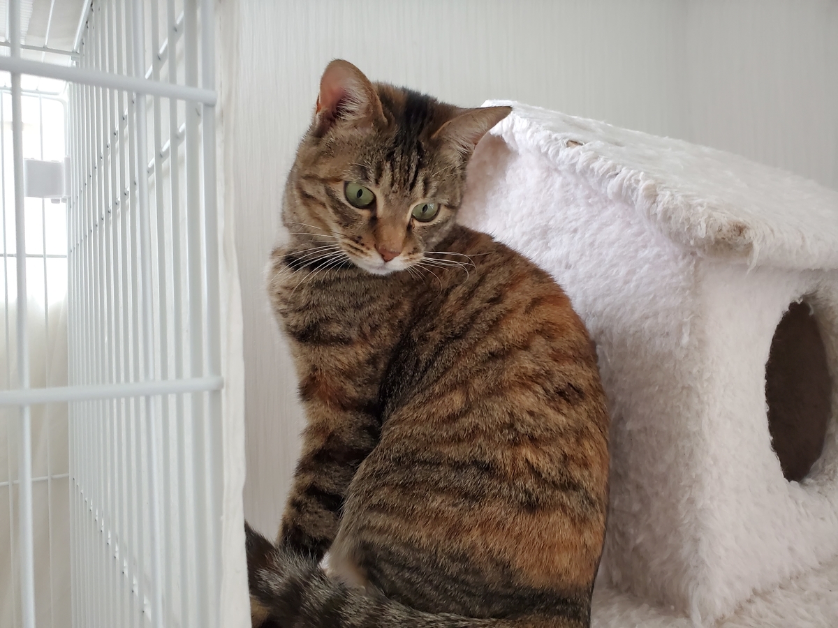 f:id:uxus:20210330191348j:plain