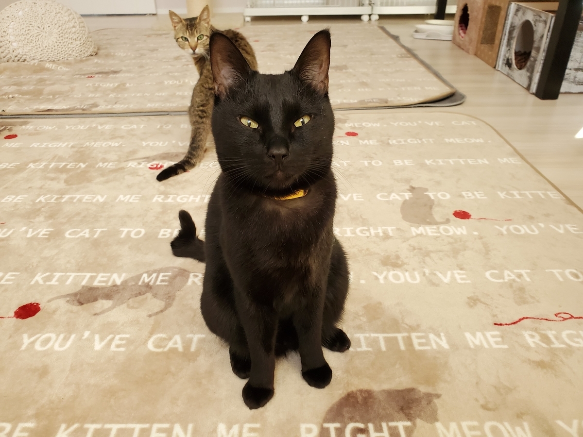 f:id:uxus:20210330213035j:plain