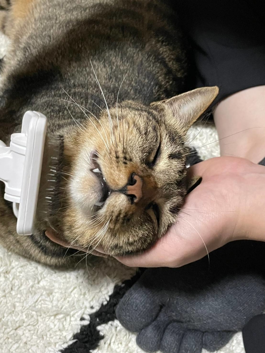 f:id:uxus:20211105081231j:plain