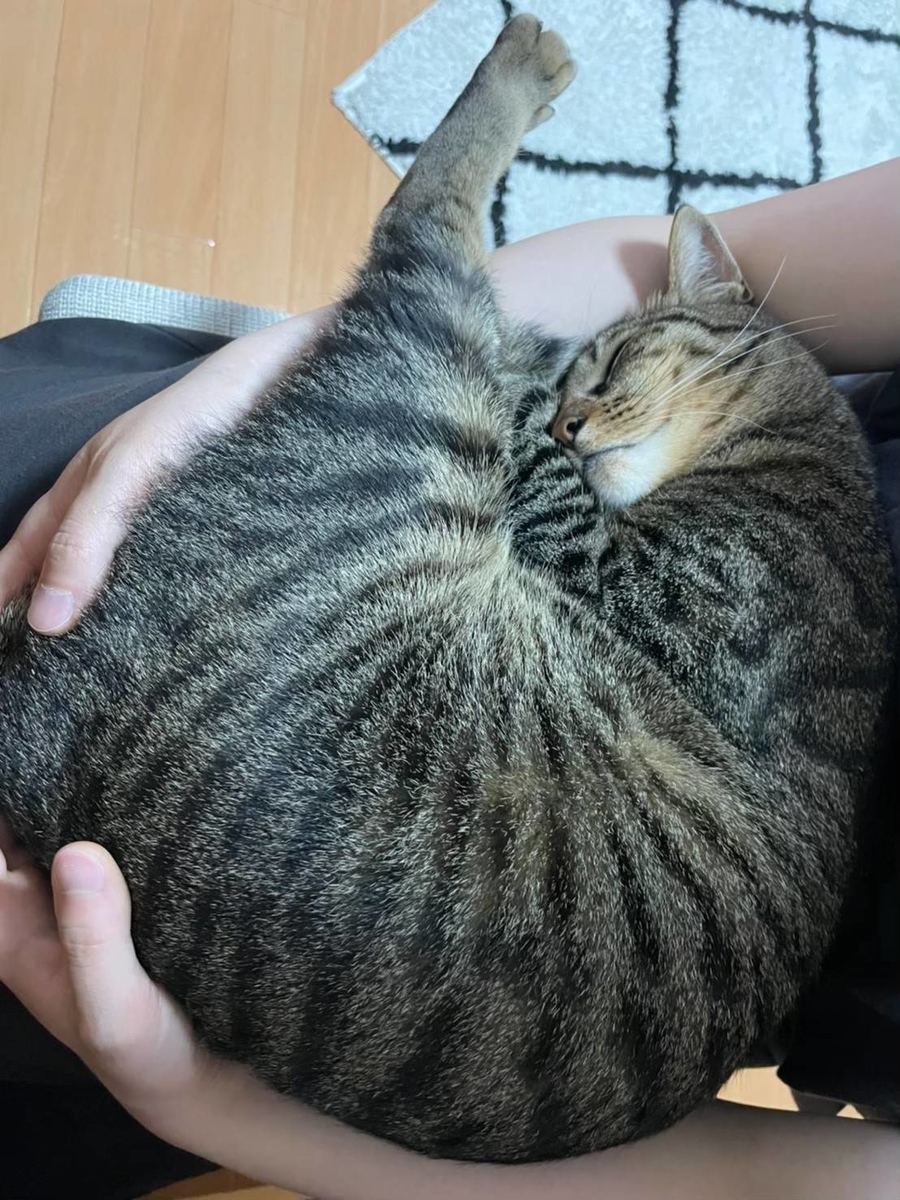 f:id:uxus:20211105081247j:plain