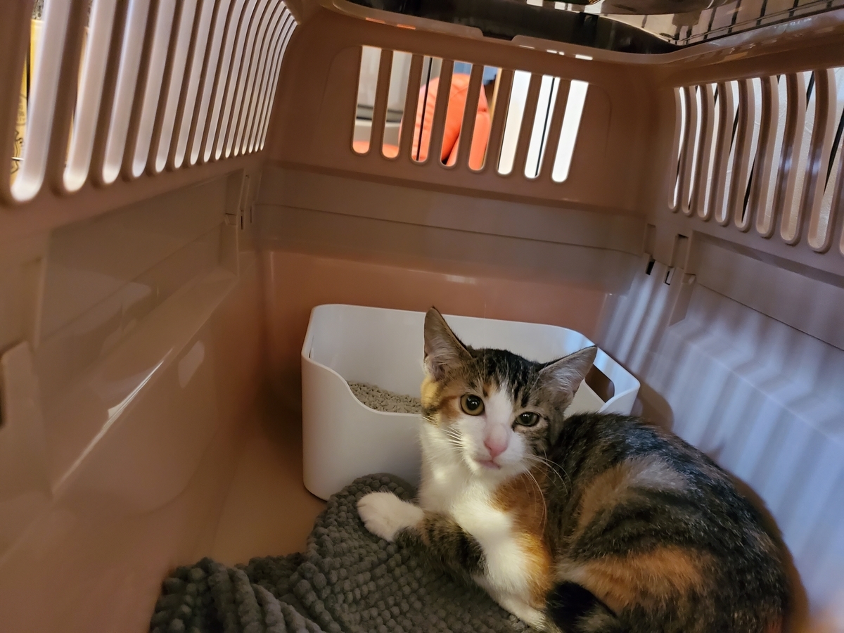 f:id:uxus:20211108102404j:plain